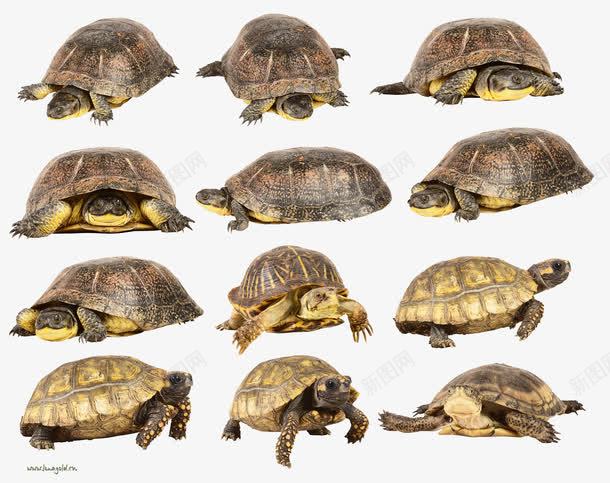 各种各样的海龟png免抠素材_新图网 https://ixintu.com 国家保护动物 多样风格 年迈风格 海龟 黄褐色