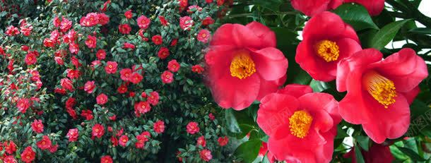 唯美花朵背景jpg设计背景_新图网 https://ixintu.com 网站banner 苗木苗圃 茶花苗圃