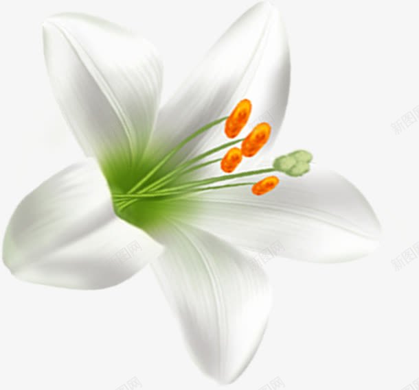 单朵百合花花朵白色png免抠素材_新图网 https://ixintu.com 白色 百合花 花朵