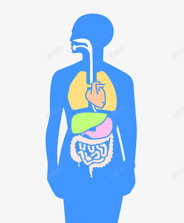 人体器官插图png免抠素材_新图网 https://ixintu.com 五脏六腑 人体内脏器官 人体器官 内脏组织 器官模型 器官肢体 疏通筋络 经络剖面 肌肉骨骼 背部