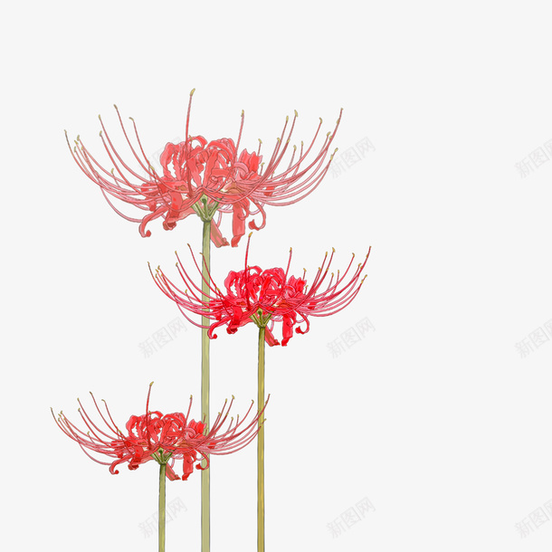 手绘三朵爱情花彼岸花png图片免费下载 素材7iiwpjawk 新图网 手绘三朵爱情花彼岸花png图片免费下载 素材7iiwpjawk 新图网