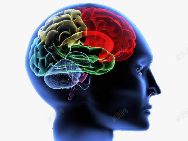 人体神经系统大脑神经展示侧面png免抠素材_新图网 https://ixintu.com 中枢神经系统 人体组织 大脑 大脑侧面图 神经 神经系统 脑神经