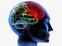 中枢人体神经系统大脑神经展示侧面高清图片