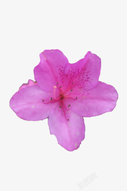 一朵紫红色的花一朵紫红色的绽放的杜鹃花瓣高清图片
