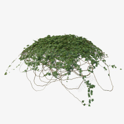 球状绿色藤蔓垂吊植物素材