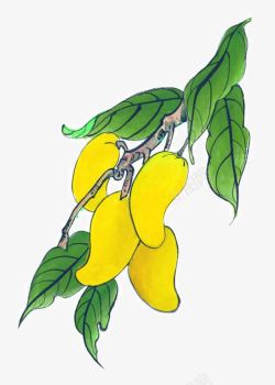 植物写生手绘芒果高清图片