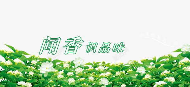 茉莉psd免抠素材_新图网 https://ixintu.com 植物 环保 绿色 花朵 茉莉 茉莉花 茉莉香 闻香识品味