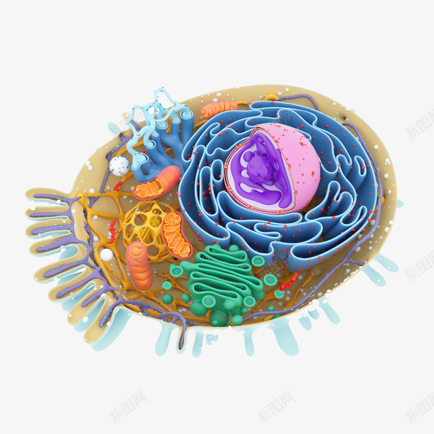 人类细胞横断面立体插画png免抠素材_新图网 https://ixintu.com 3D立体 人类细胞横断面立体插画 健康 卫生保健 生物学 纤毛 细胞