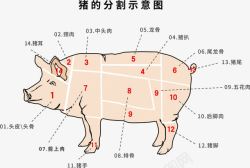 猪肉卡通猪的分割示意图高清图片