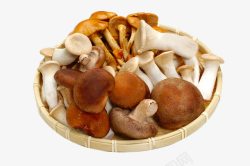 绛栧垝筛子里的茶树菇高清图片