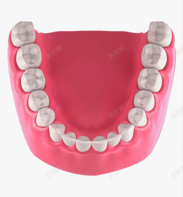 口腔牙齿png免抠素材_新图网 https://ixintu.com 模型 牙床 牙根 白色牙齿