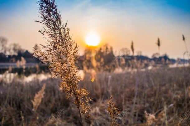 夕阳下野外的枯草jpg设计背景_新图网 https://ixintu.com 夕阳 枯草 野外