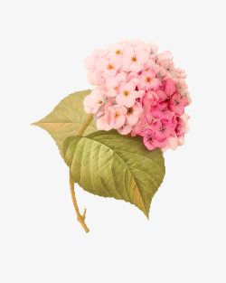 粉色手绘绣球花装饰图案素材
