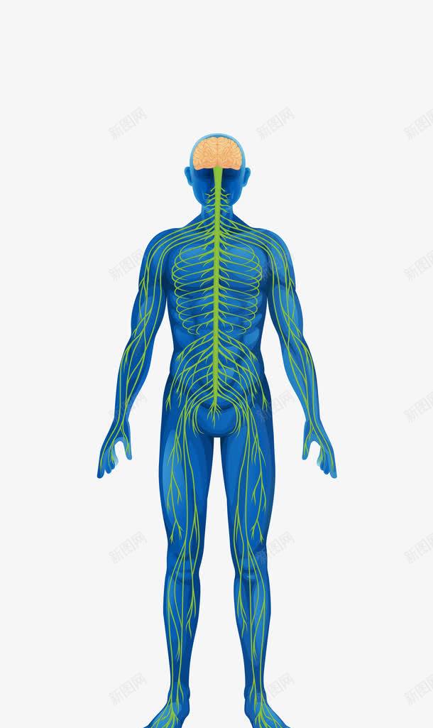 人体结构图png免抠素材_新图网 https://ixintu.com 人体工作 人体工程学 人体肌肉骨骼 人体解剖 人形轮廓 人的轮廓图 矢量人体器官 神经线路 结构图素材 血管 身体构造 骨头人 骨骼肌肉