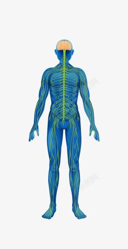 人的身体人体结构图高清图片