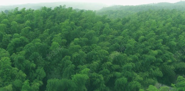 竹林png免抠素材_新图网 https://ixintu.com 竹子 竹林 竹林图片 竹海 茶山 茶山竹海图片