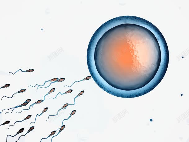 受精卵png图片免费下载 素材7xsujkaew 新图网