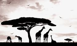 非洲风光美丽的非洲草原动物剪影高清图片