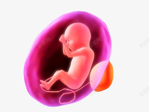 胚胎里的胎儿png免抠素材_新图网 https://ixintu.com 卡通 呵护子宫 子宫 孕妇 孕育生命 检查