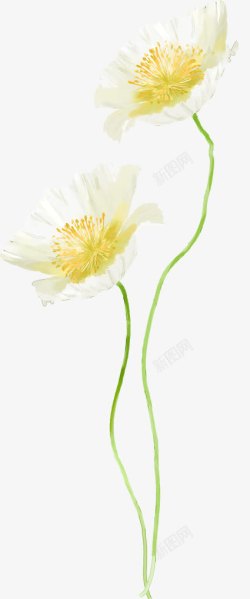 植物白色花朵花心效果素材