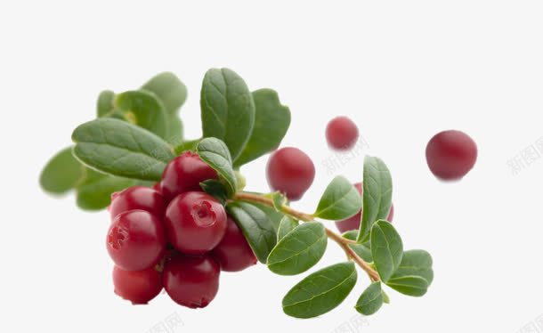 带叶子的蔓越莓和散粒果实png免抠素材_新图网 https://ixintu.com 叶子 枝干 绿叶 蔓越莓 鲜红色