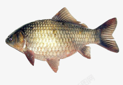 大肚鱼白鲫鱼红色鱼鳍大肚子金色鳞片鱼高清图片