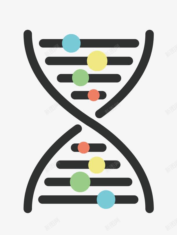 DNA结构png免抠素材_新图网 https://ixintu.com DNA 分子 基因 矢量素材 结构