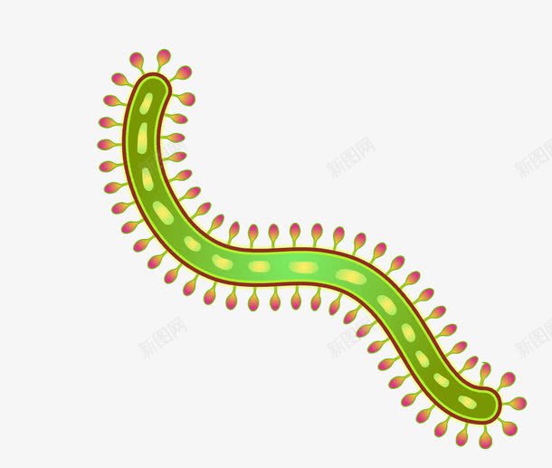 虫形细菌png免抠素材_新图网 https://ixintu.com 微生物 模型 病菌 细菌 绿色