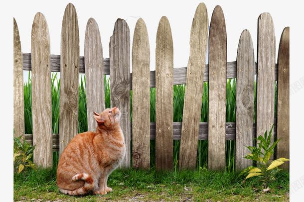 围栏旁边的猫png免抠素材_新图网 https://ixintu.com psd 围栏 横栏 猫