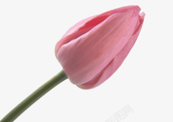 粉红色含苞待放花骨朵素材