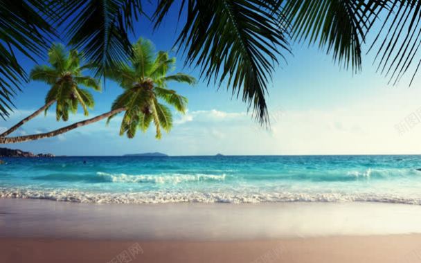 椰林椰树海滩沙滩背景