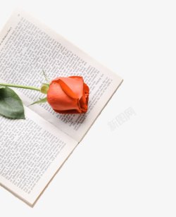 小清新空白书玫瑰花高清图片