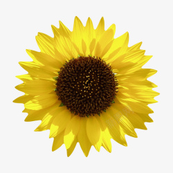 葵类黄色有观赏性被太阳晒着的一朵大高清图片