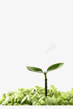 植物绿芽一株绿芽高清图片
