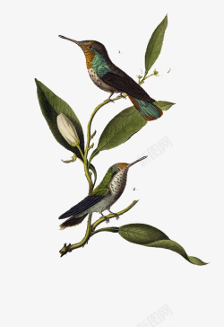 树枝上一对小鸟插图手绘装饰插图站在树枝上的鸟高清图片