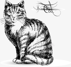 素描猫咪手绘猫咪高清图片