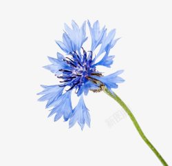 一朵蓝色小花素材