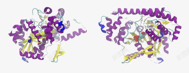 模型蛋白转氨酶化学人类丙氨酸png免抠素材_新图网 https://ixintu.com Alat2 丙氨酸 二级结构 化学人类 模型 蛋白 转氨酶