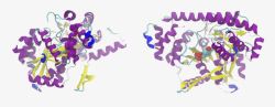 二级结构模型蛋白转氨酶化学人类丙氨酸高清图片