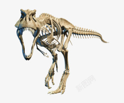 古生物化石凶狠的霸王龙全身骨架实物高清图片