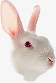 手绘逼真效果白色的兔子头部素材