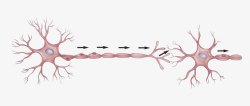 生物医学插图神经传导高清图片