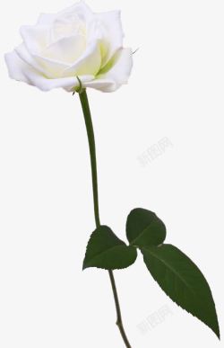 白玫瑰手绘一枝白玫瑰高清图片
