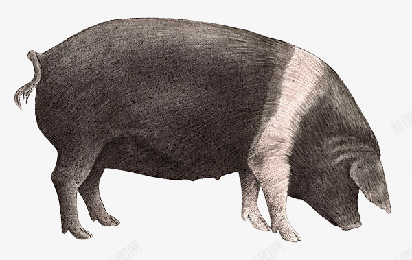 手绘黑色的猪png免抠素材_新图网 https://ixintu.com 动物 家畜 手绘 猪 花猪 黑毛猪 黑色的猪