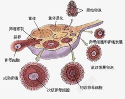 卵巢素材