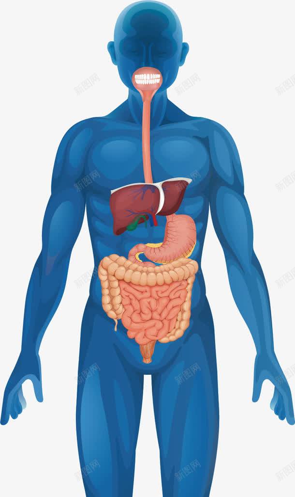 人体结构图png免抠素材_新图网 https://ixintu.com 人体 人体器官 医疗卫生 大肠 小肠 胃子 胃肠 解剖 身体构造