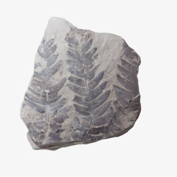 收藏树叶灰色石头上的植物化石实物高清图片