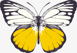昆虫世界卡通美丽蝴蝶高清图片