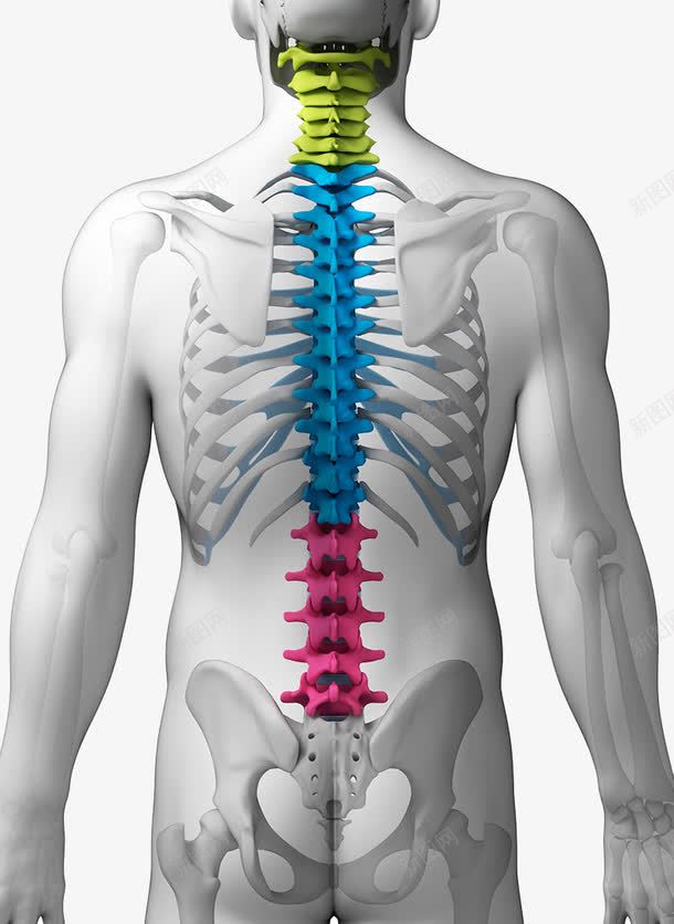 人体骨骼png免抠素材_新图网 https://ixintu.com 人体 人体肌肉骨骼 人的骨头 脊椎骨 腰椎 骨骼