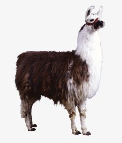珍稀动物免抠站立的草泥马高清图片